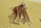 Fossil Predatory Biting Midge and Two Caddisflies In Baltic Amber #315506-2